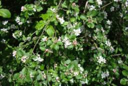 Resize of DSC04300.JPG